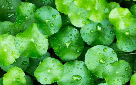 Gotu Kola: Embracing Nature's Wellness Remedy