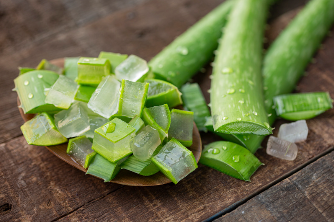 How Aloe Vera Helps Fight Chronic UTI Symptoms